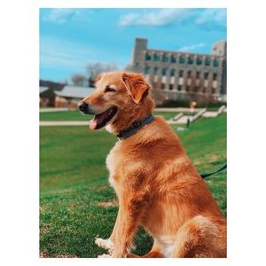 Meet your Posher, Rose